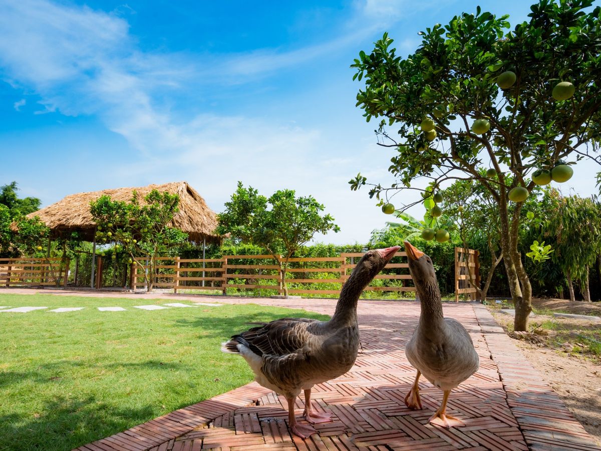 Nên đi du lịch Trường Thành Farm vào thời gian nào?